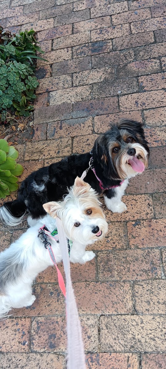 Paws Doggie Parlour