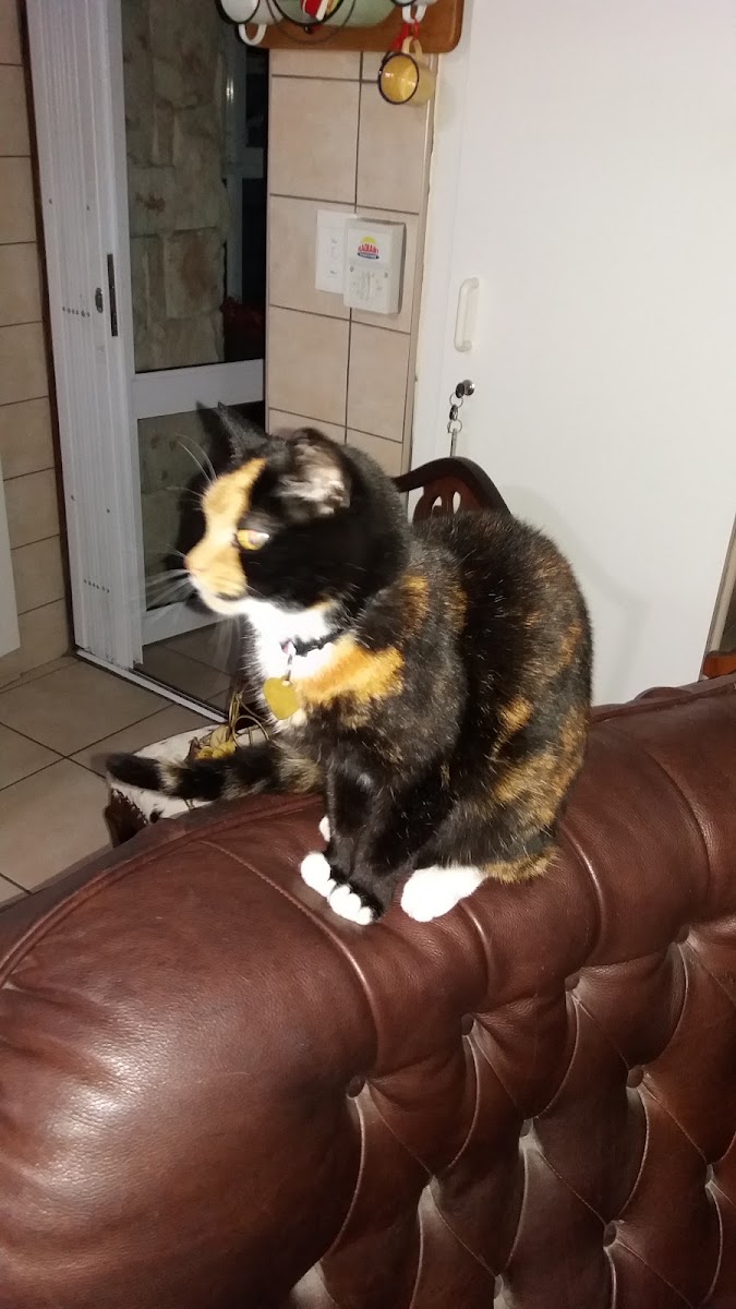 Proteavet Animal Clinic - Brackenfell