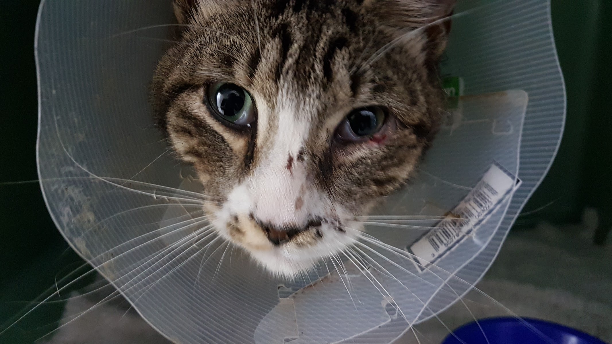 Montclair Animal Hospital