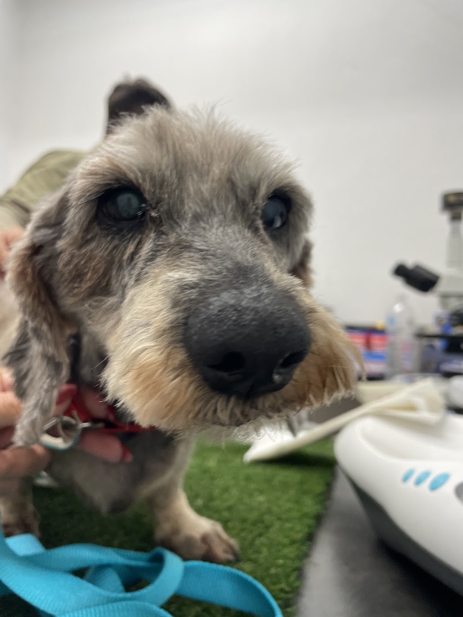 Royal Veterinary Clinic