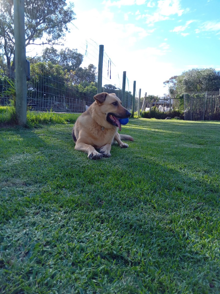 Happy Paws Kennels and Cattery