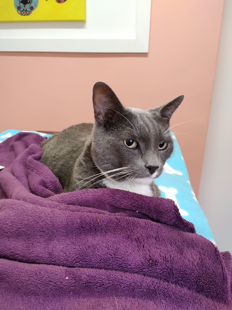 Ixia Street Animal Hospital