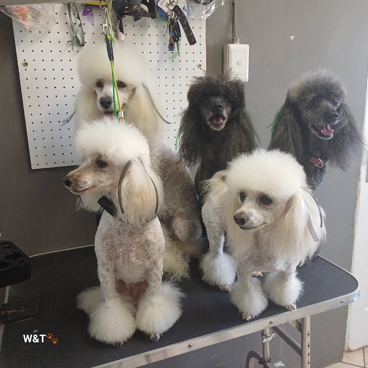 Wagging Tails