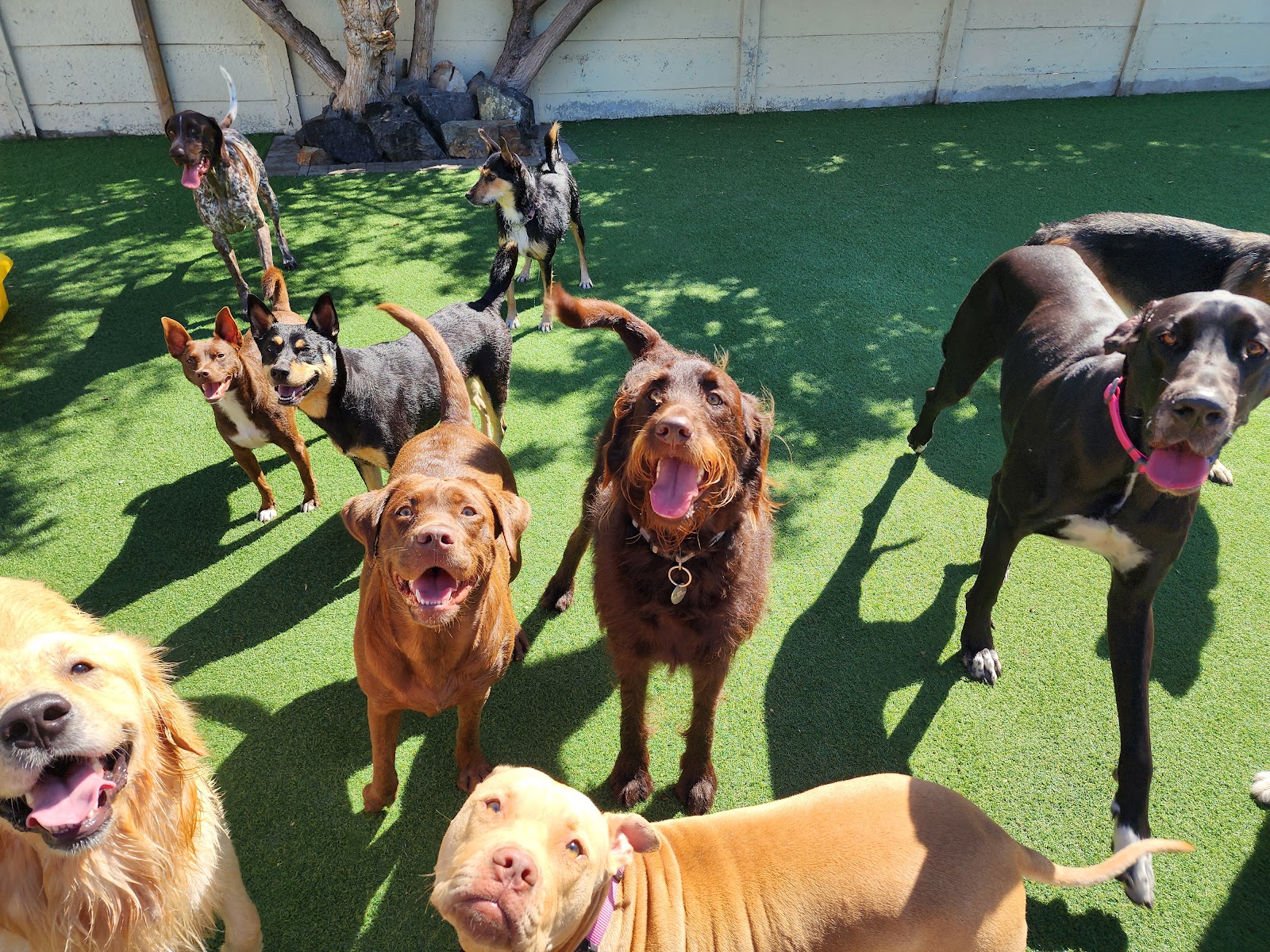 Muddy Paws Daycare