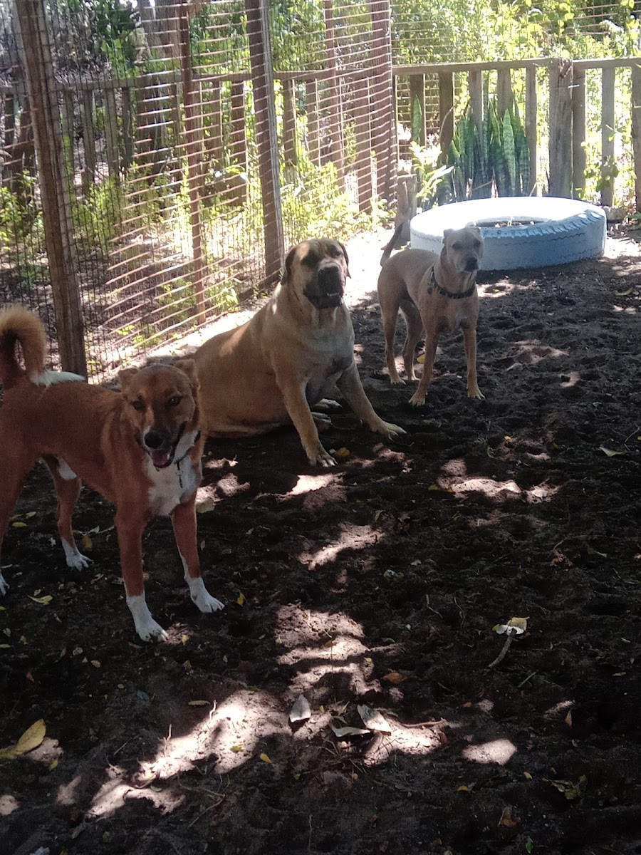 Free Range Doggy Daycare