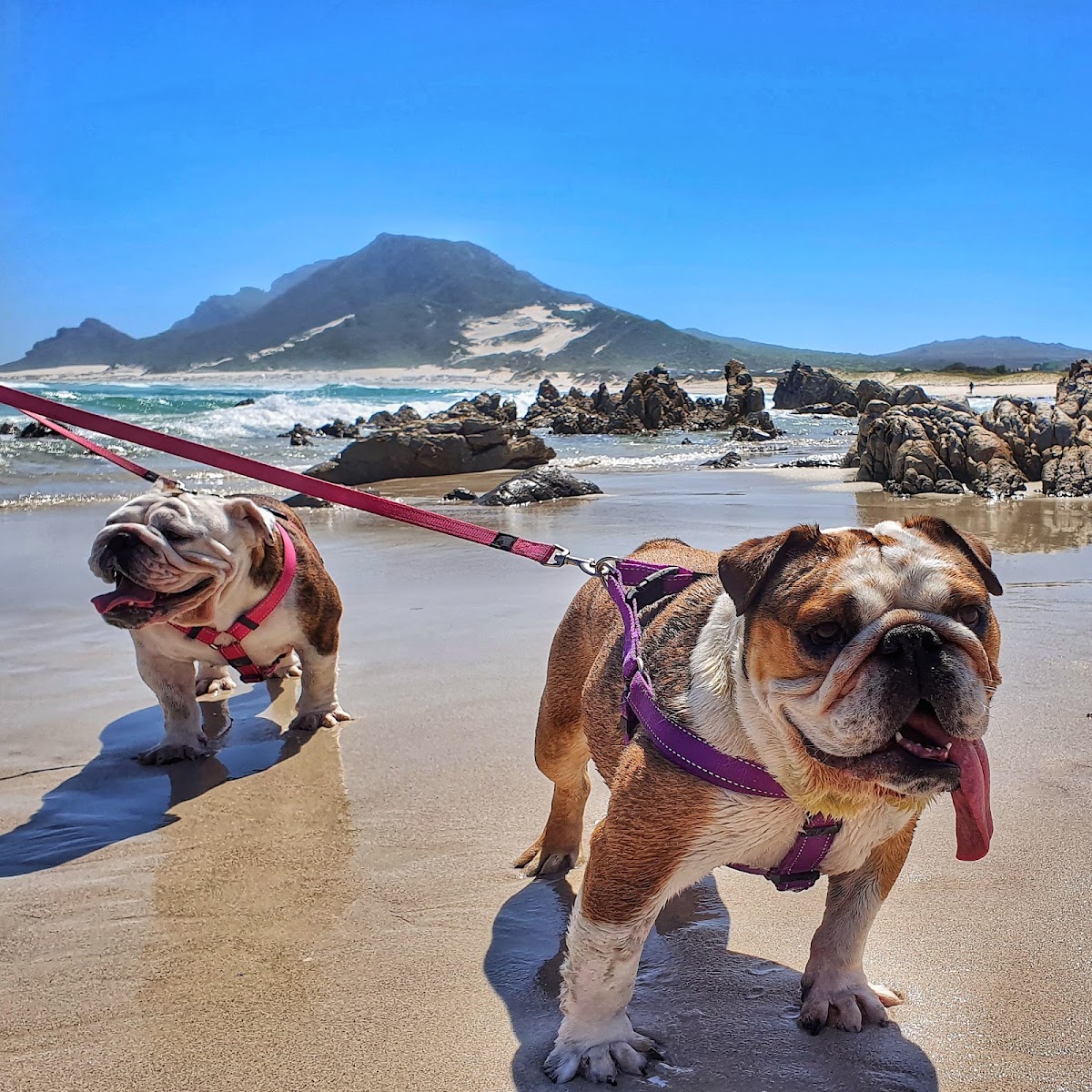 Kleinmond Animal Clinic