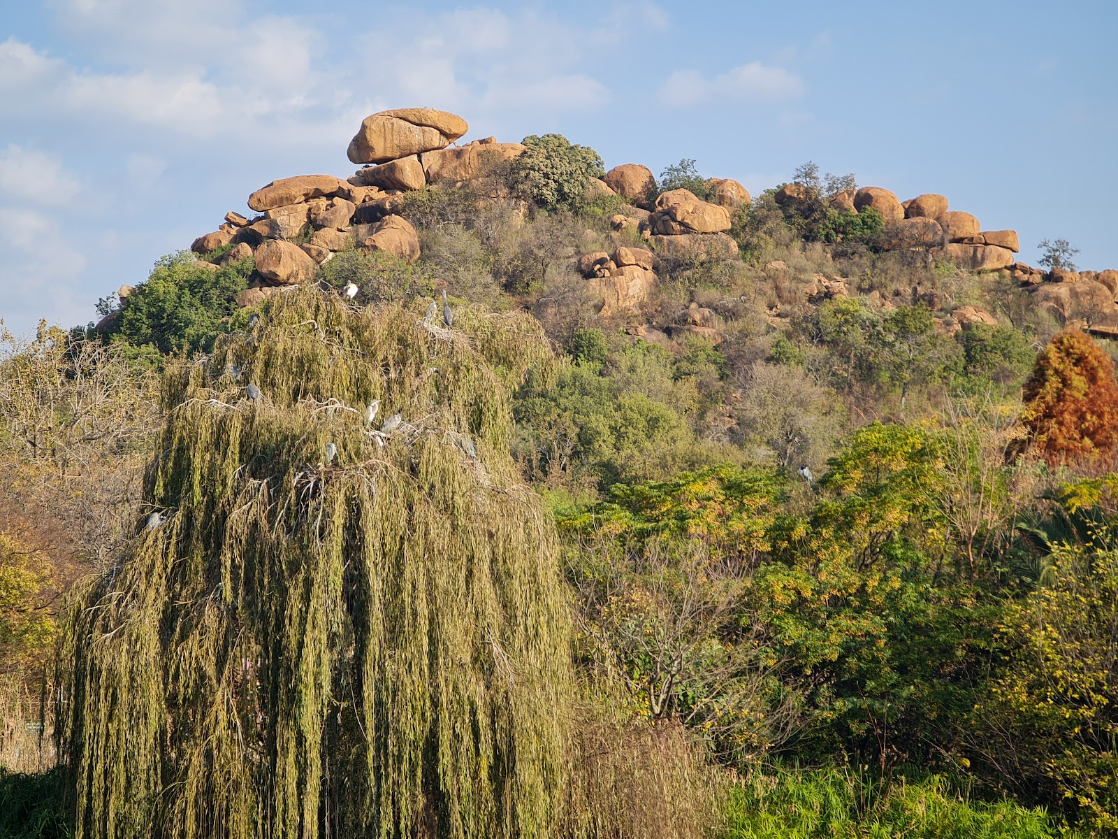 Lone Hill Nature Reserve