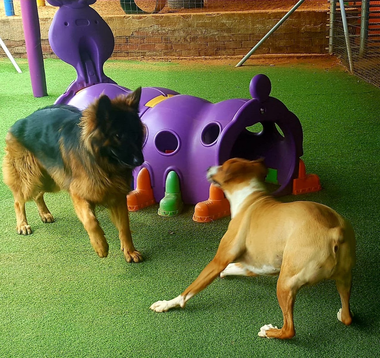 The Barking Lot Dog Day Care