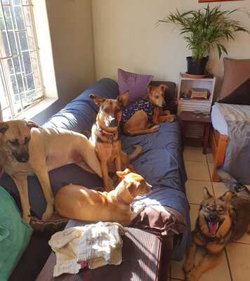 K9 Kreche Dog Boarding and Day Care
