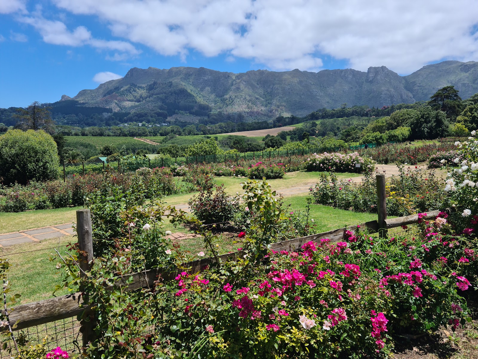 Chart Farm | Roses and Coffee Shop