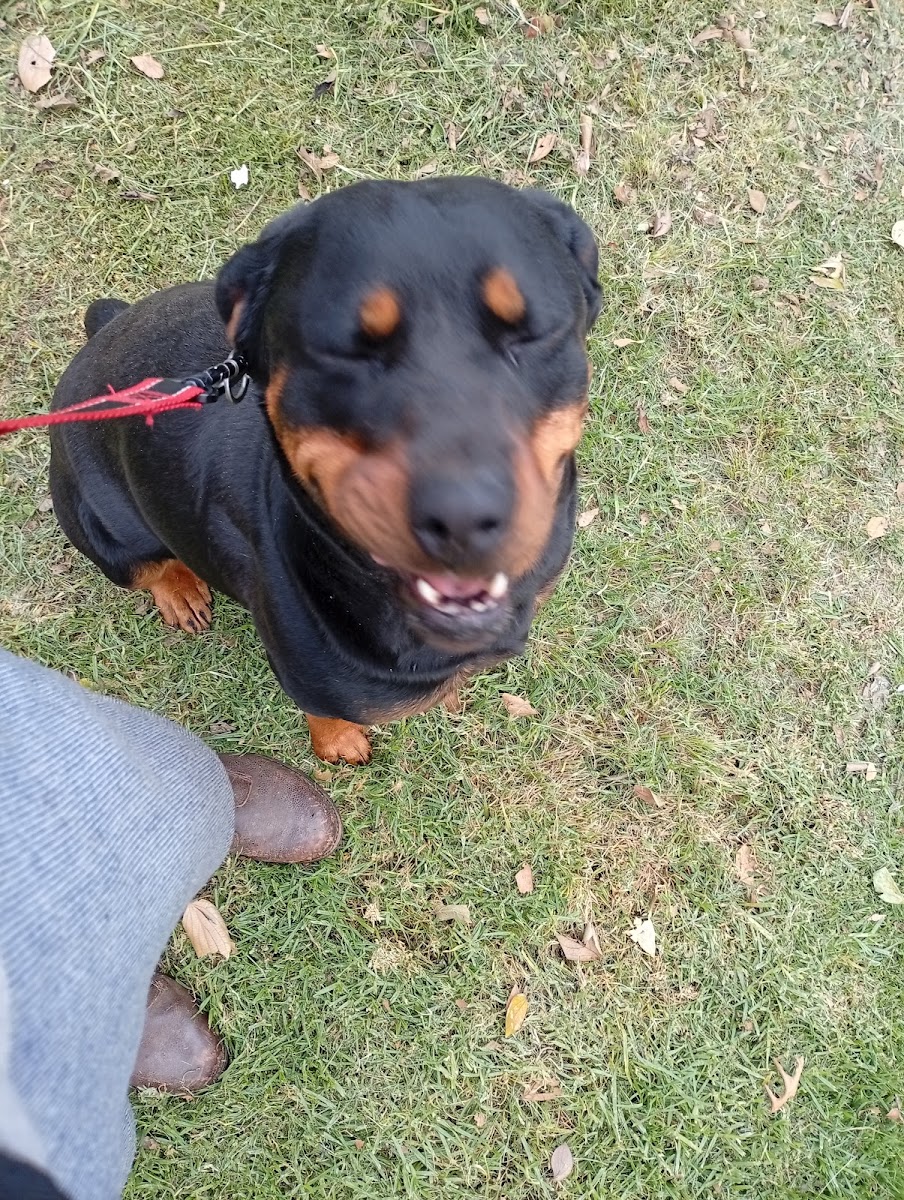 Sikaku Dog Training