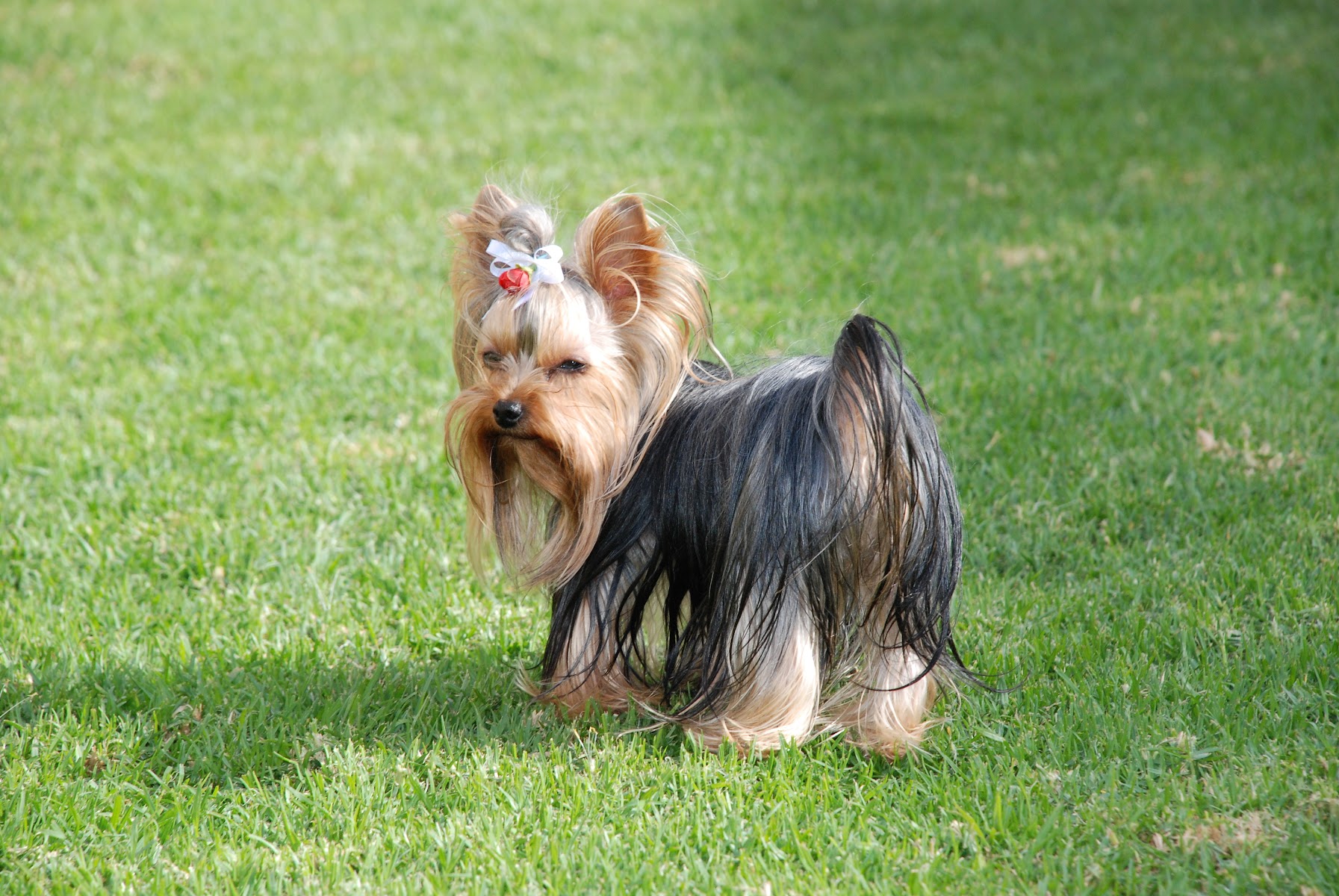 YORKIE HOTEL & BOUTIQUE