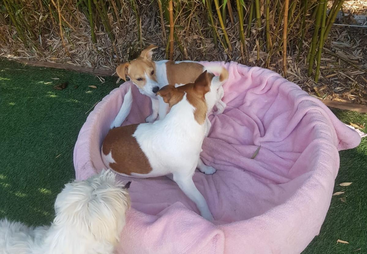 Dogzcreche