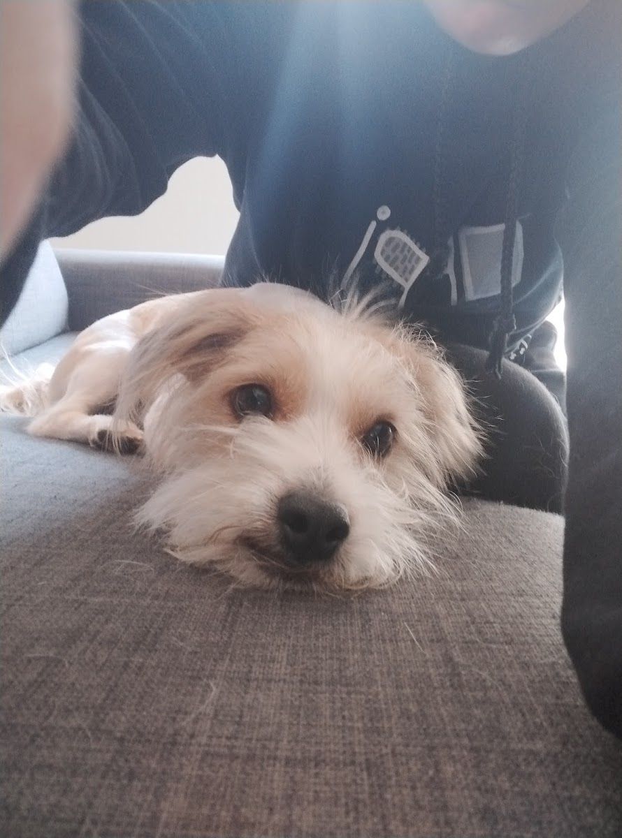 Eldo Pets Doggy Parlour