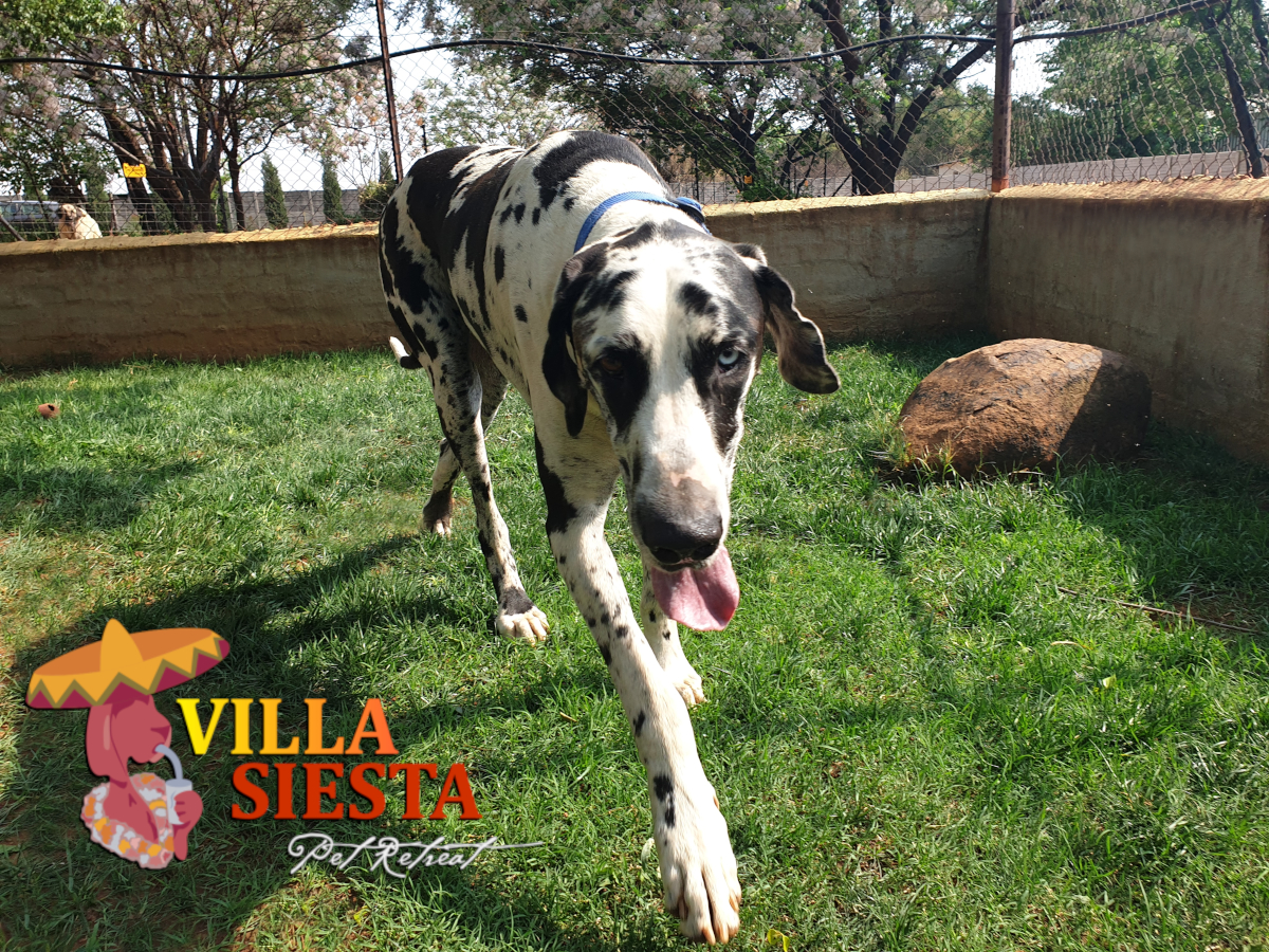 Villa Siesta Pet Retreat