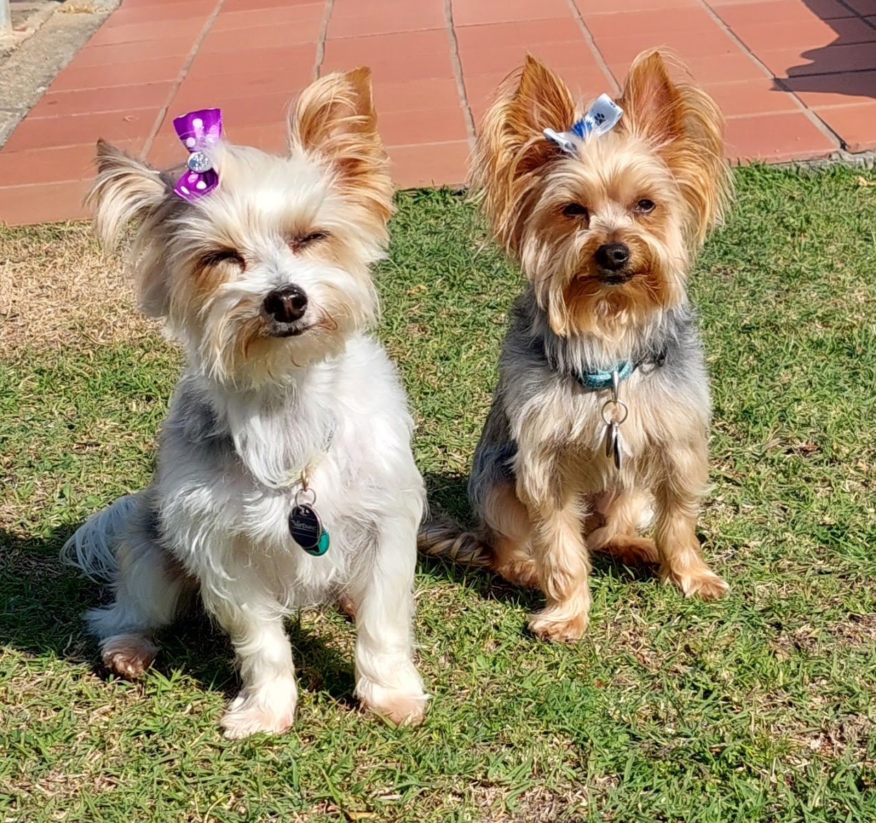 YuppiPuppi