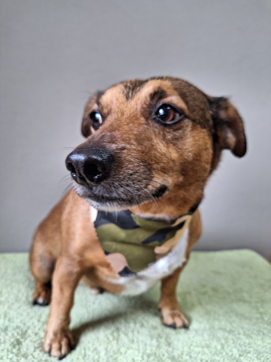 House of Hounds Pet Grooming