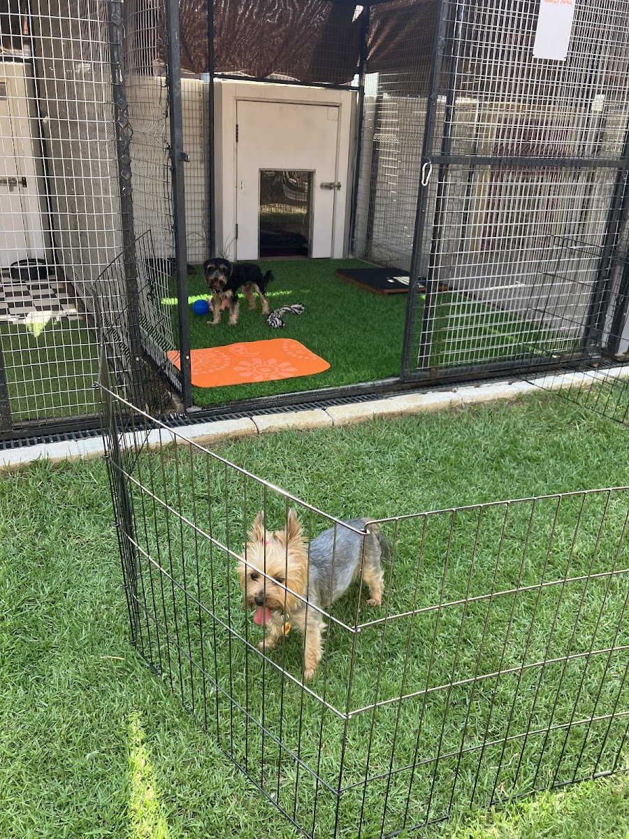 Best Friends Dog School