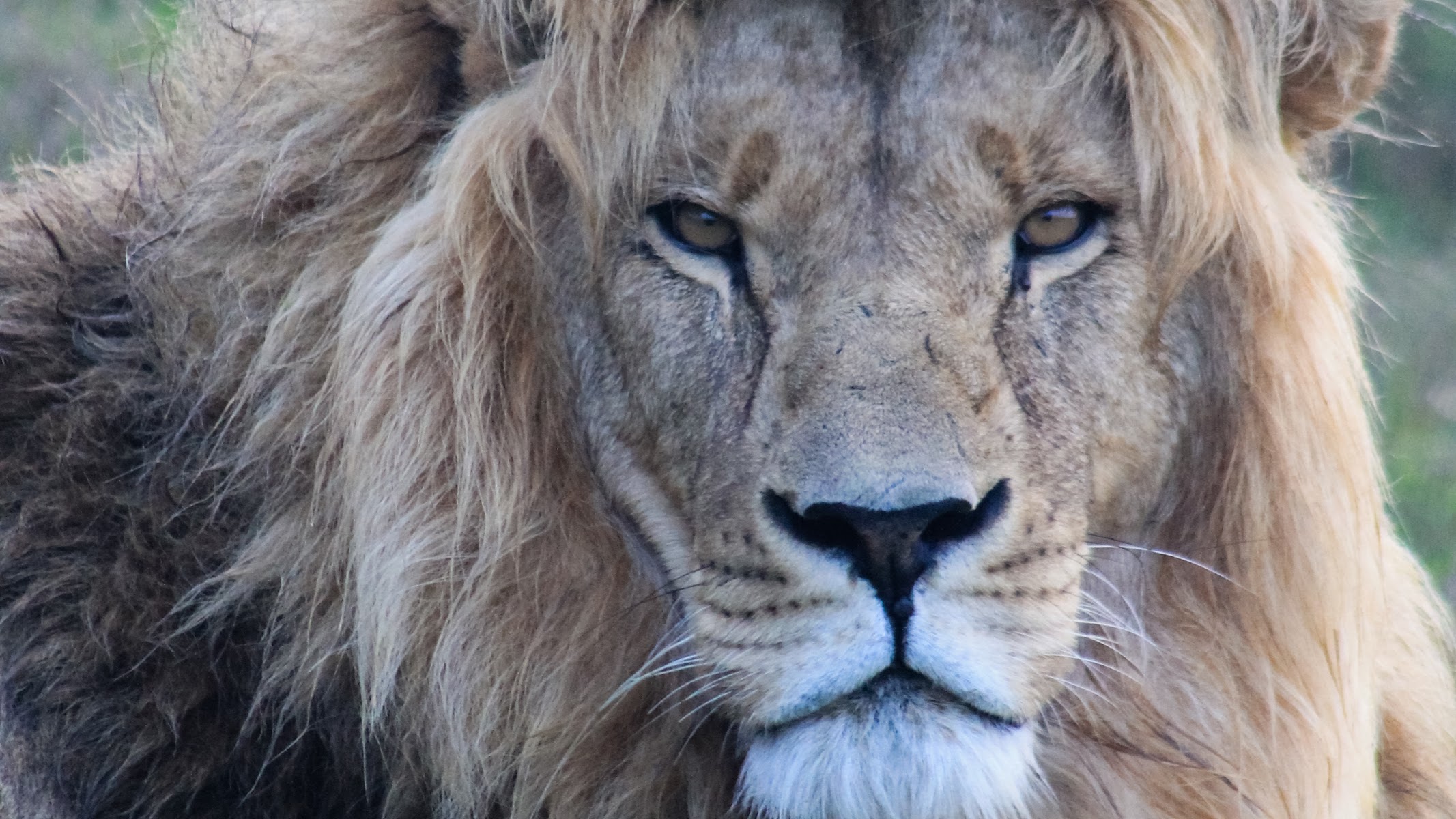 Simbonga Game Reserve and Sanctuary - Warriors of Wildlife Sanctuary