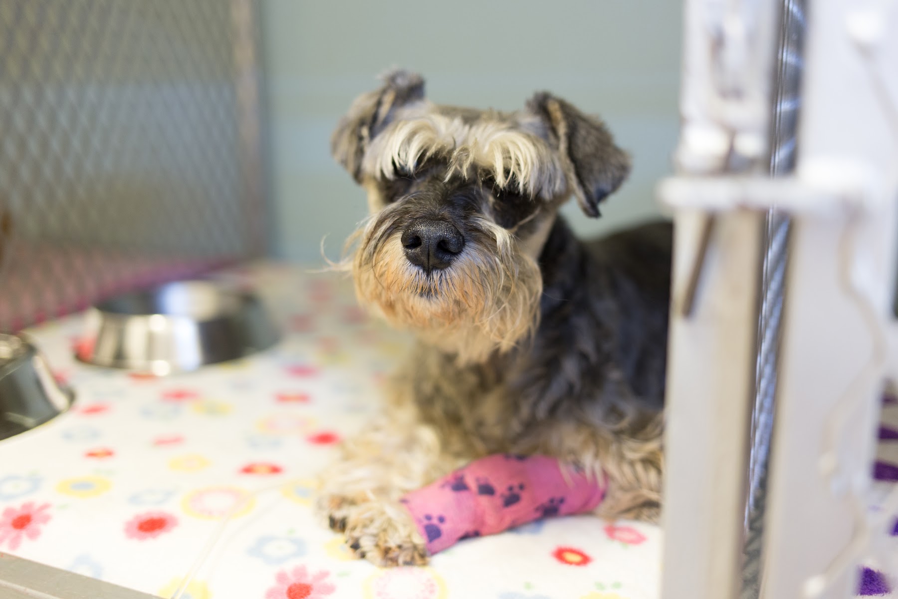 Chase Valley Veterinary Clinic