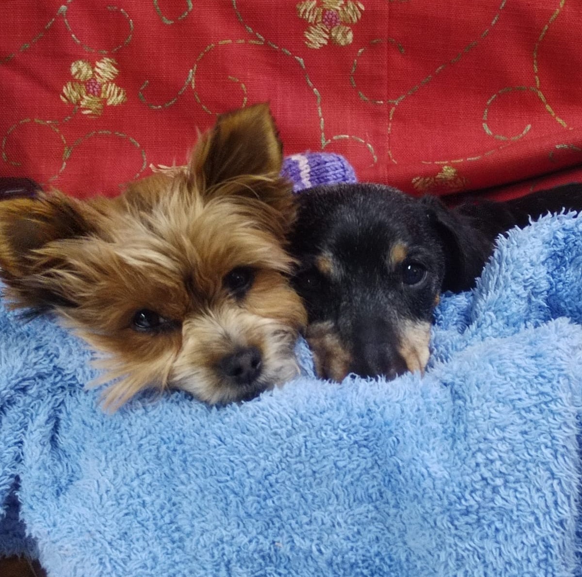 Pawsome Pups Doggy Daycare
