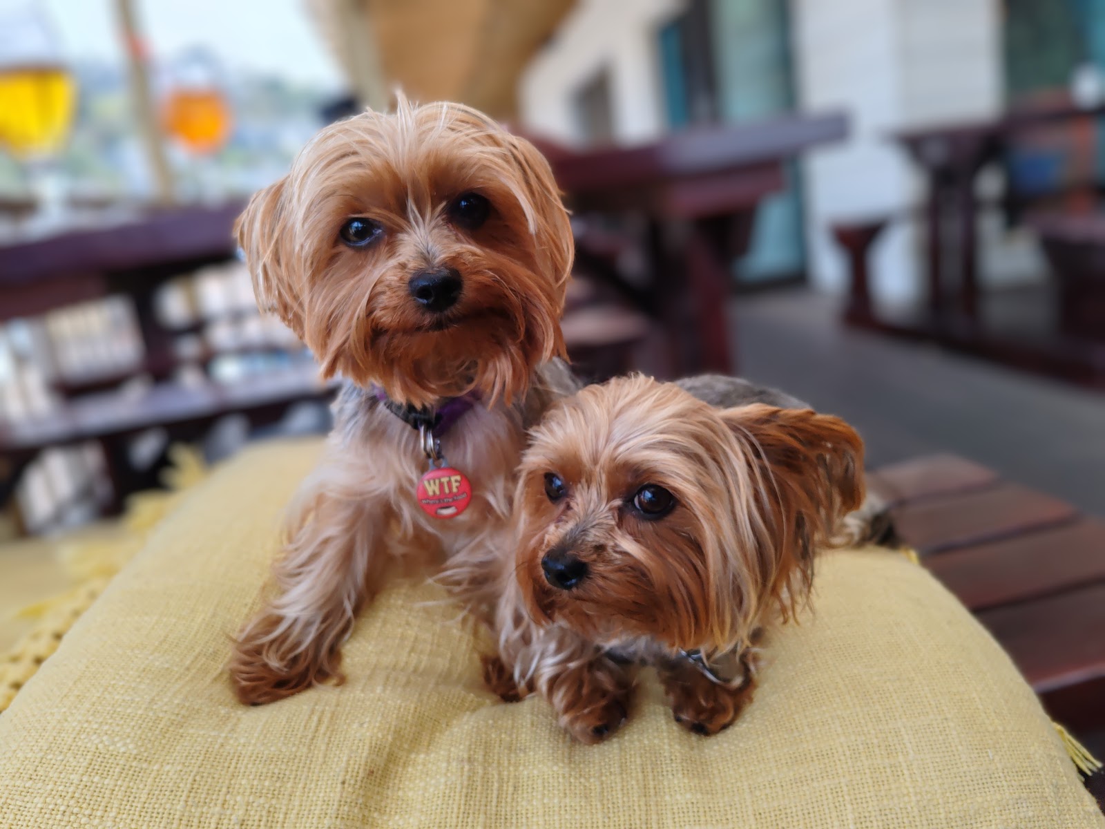 North Coast Mobile Pet Grooming