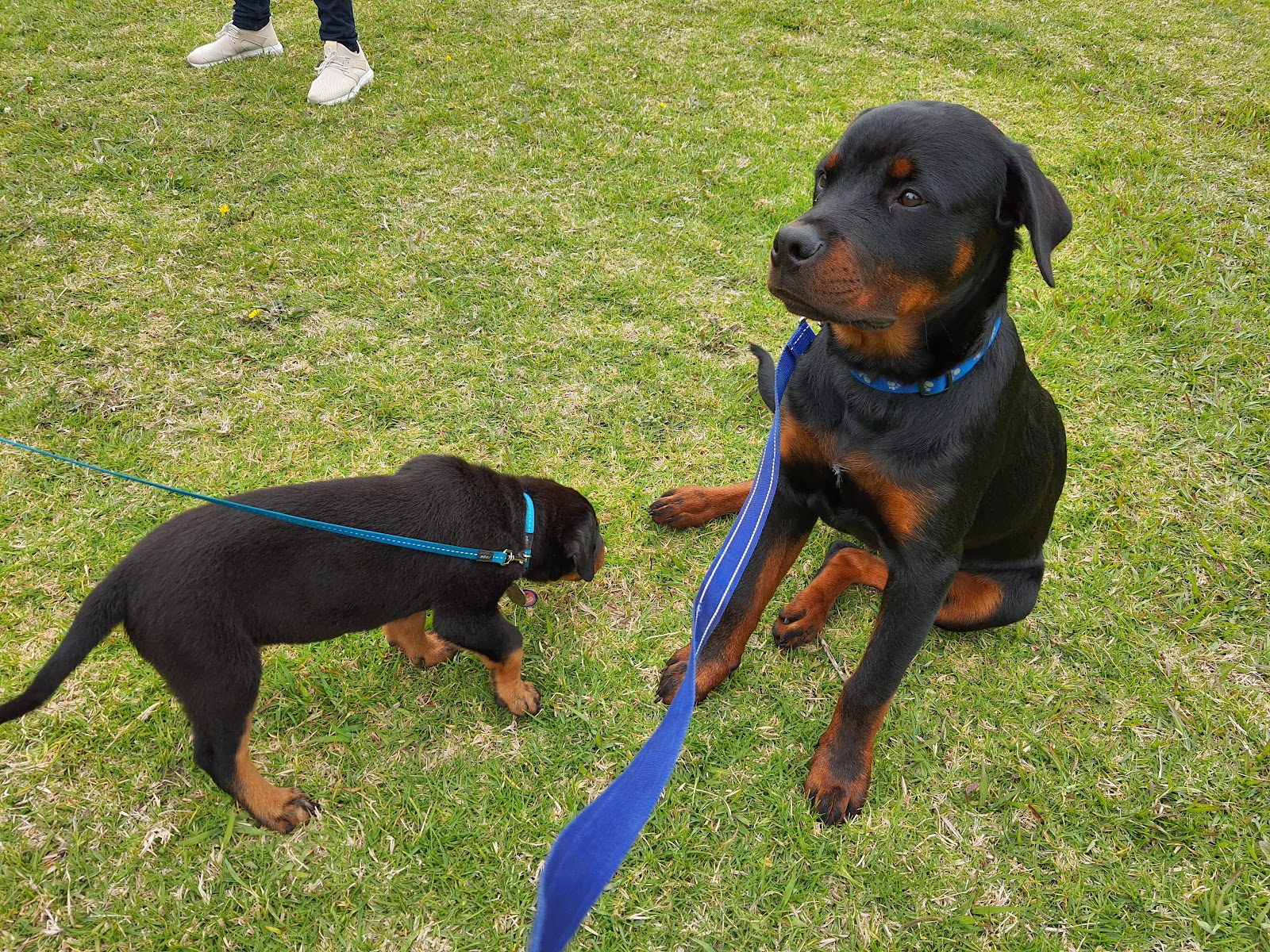 Smart Paws Academy