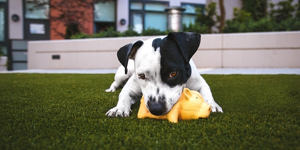 Amanda's Pet Services — photo 2