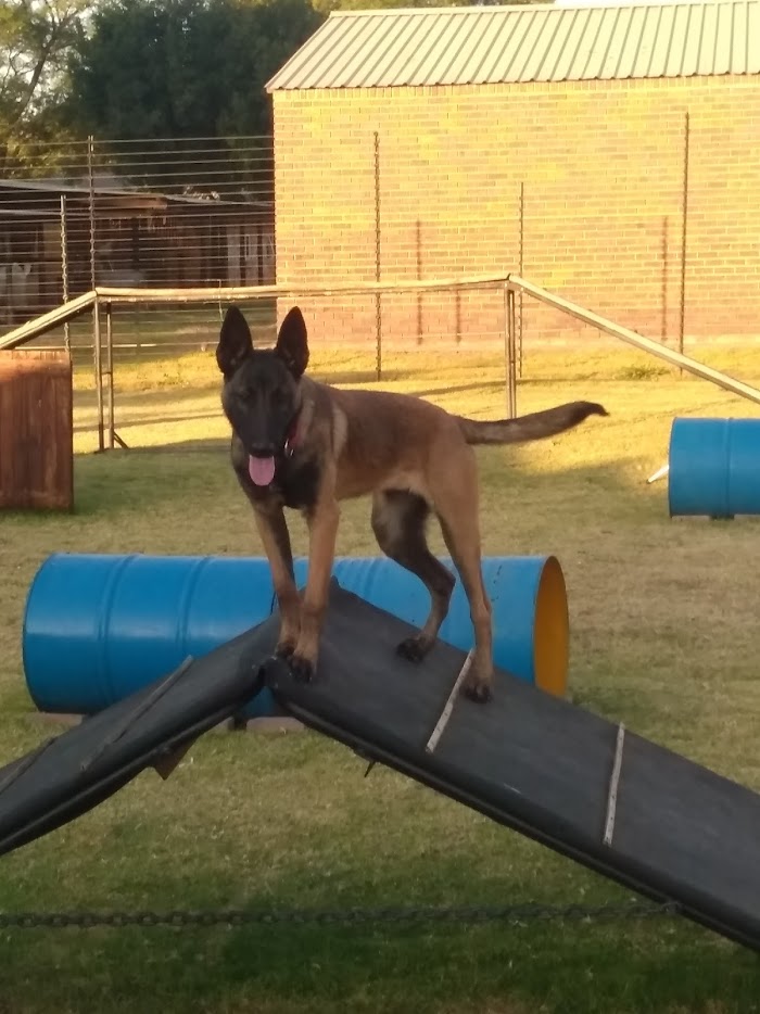 Midrand Dog Training School — photo 2