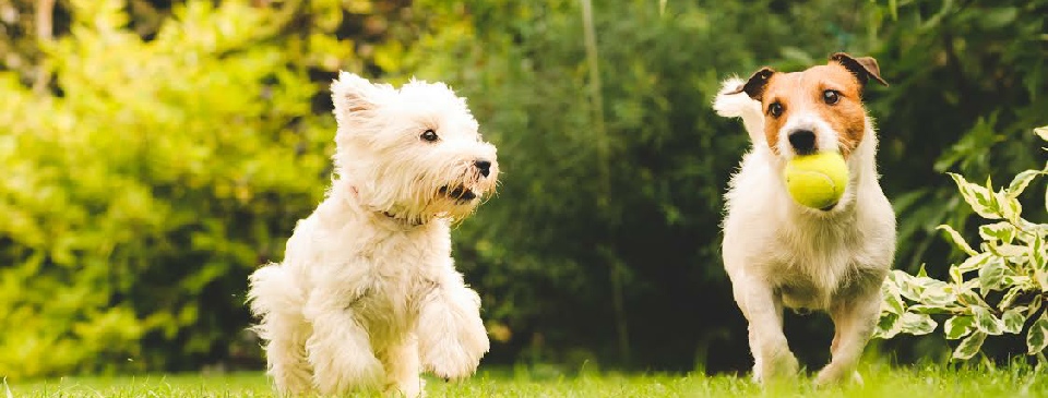PawFect Pups school for puppies & dogs