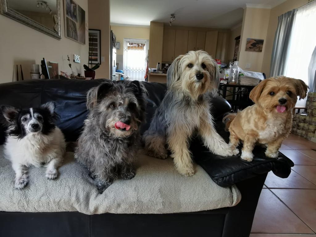 Just Dogs Cape Town