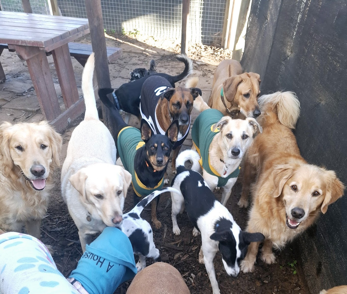 Puppylove Daycare Pty Ltd