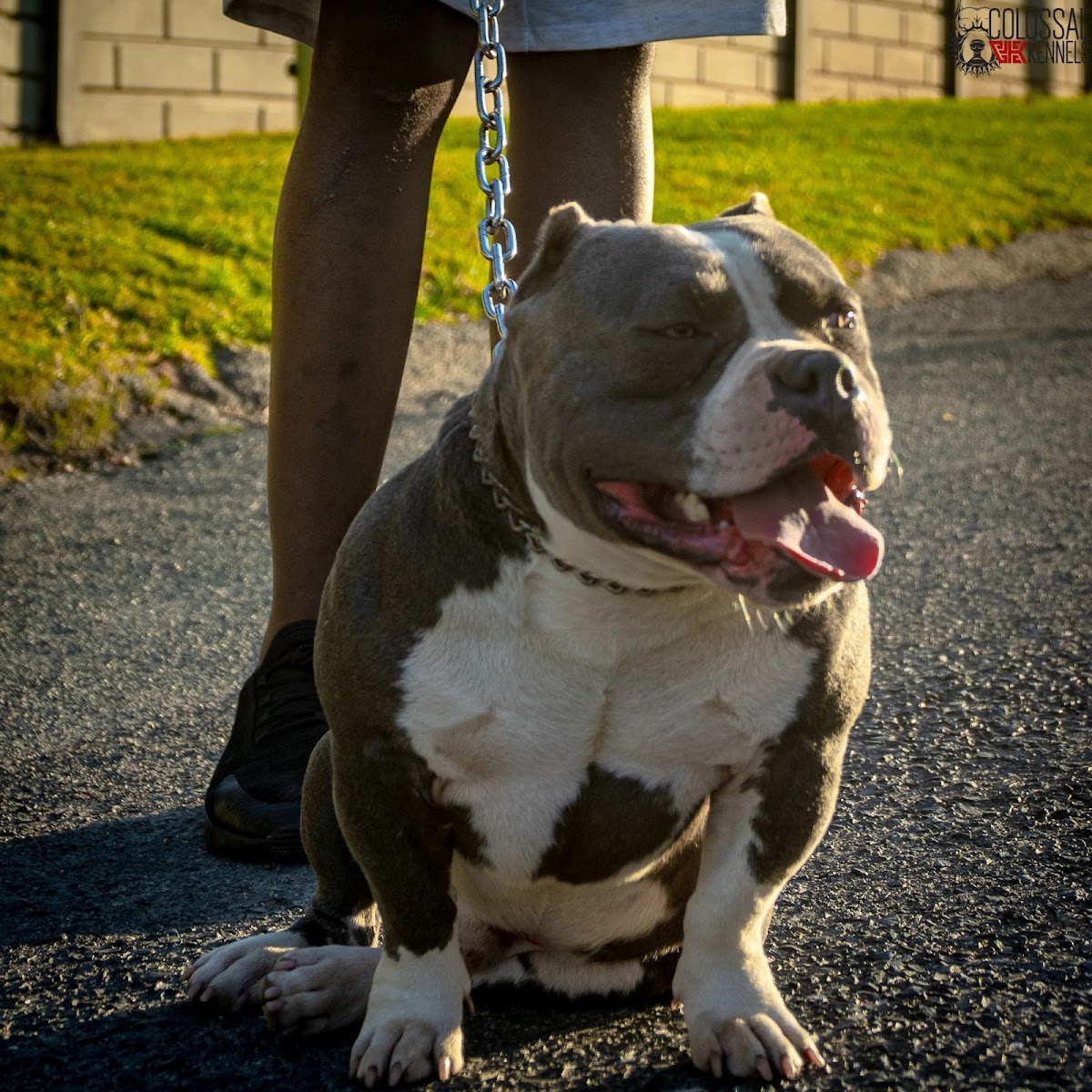 Colossal Kennels