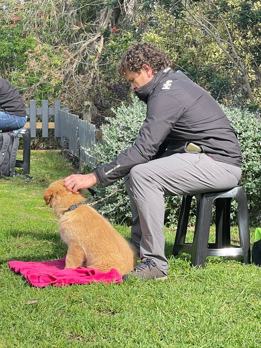 The Wag Way Puppy & Dog Training School