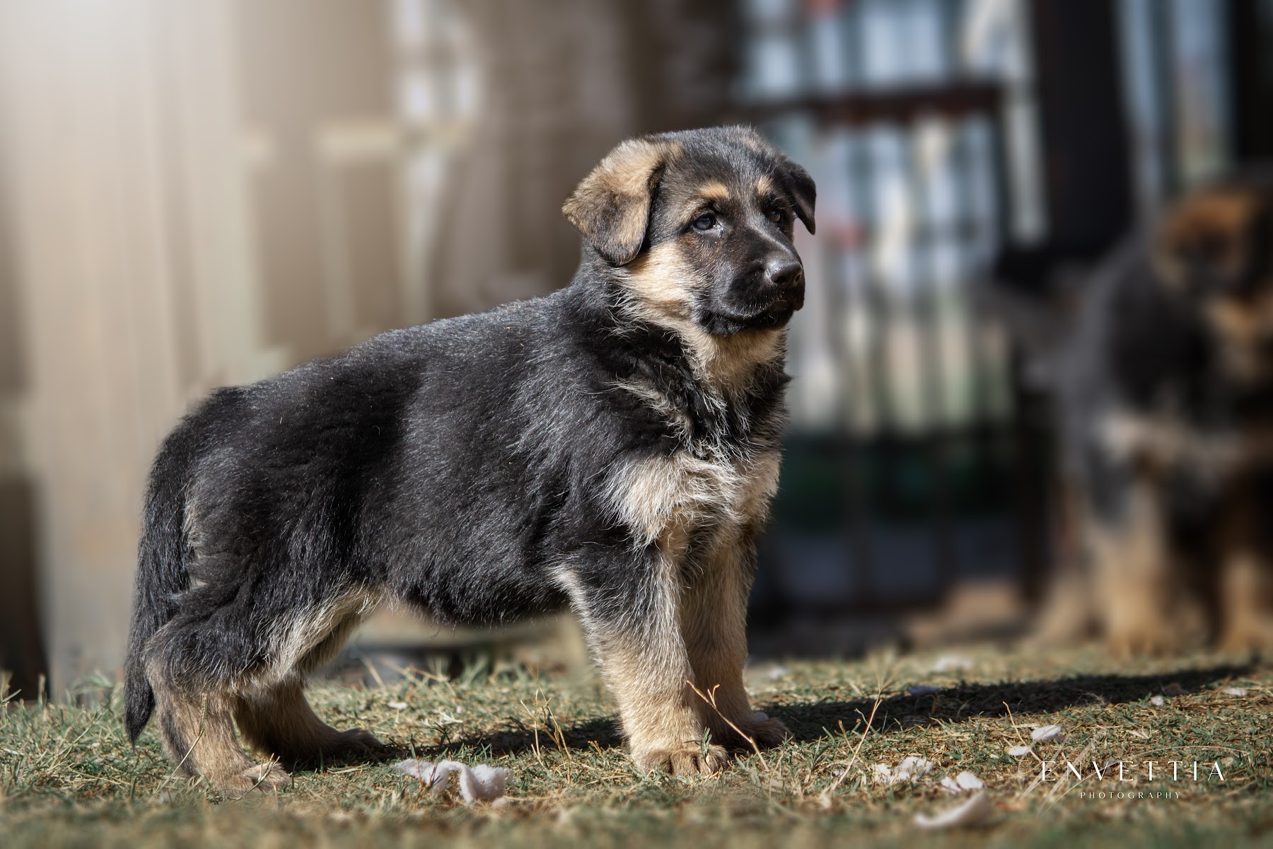 Bergheim Kennels