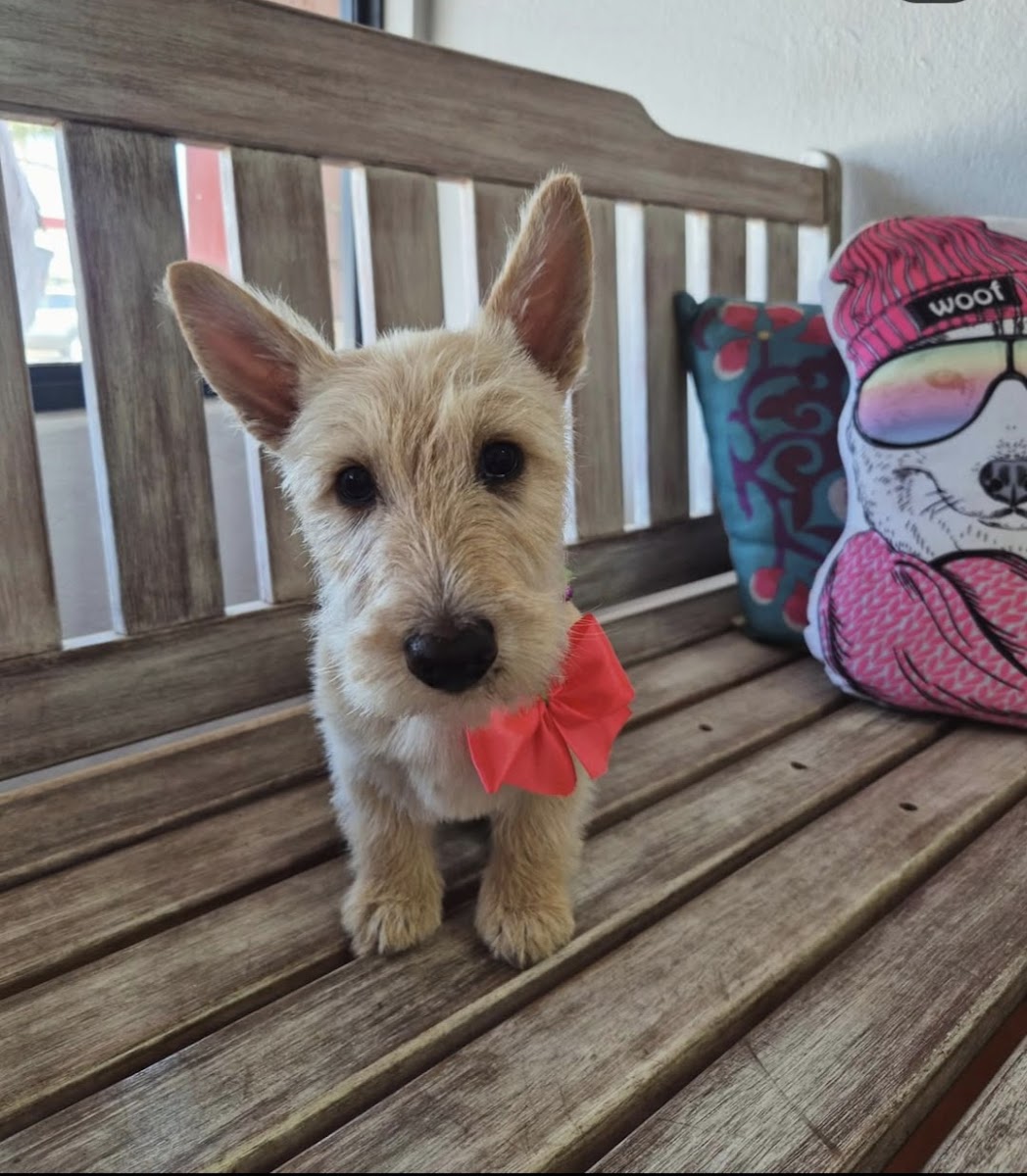 Just Dogs grooming parlour - Glenanda