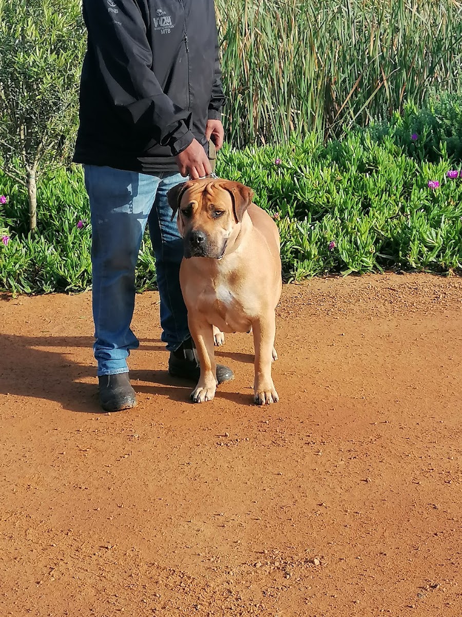 Cape Animal Fertility Clinic
