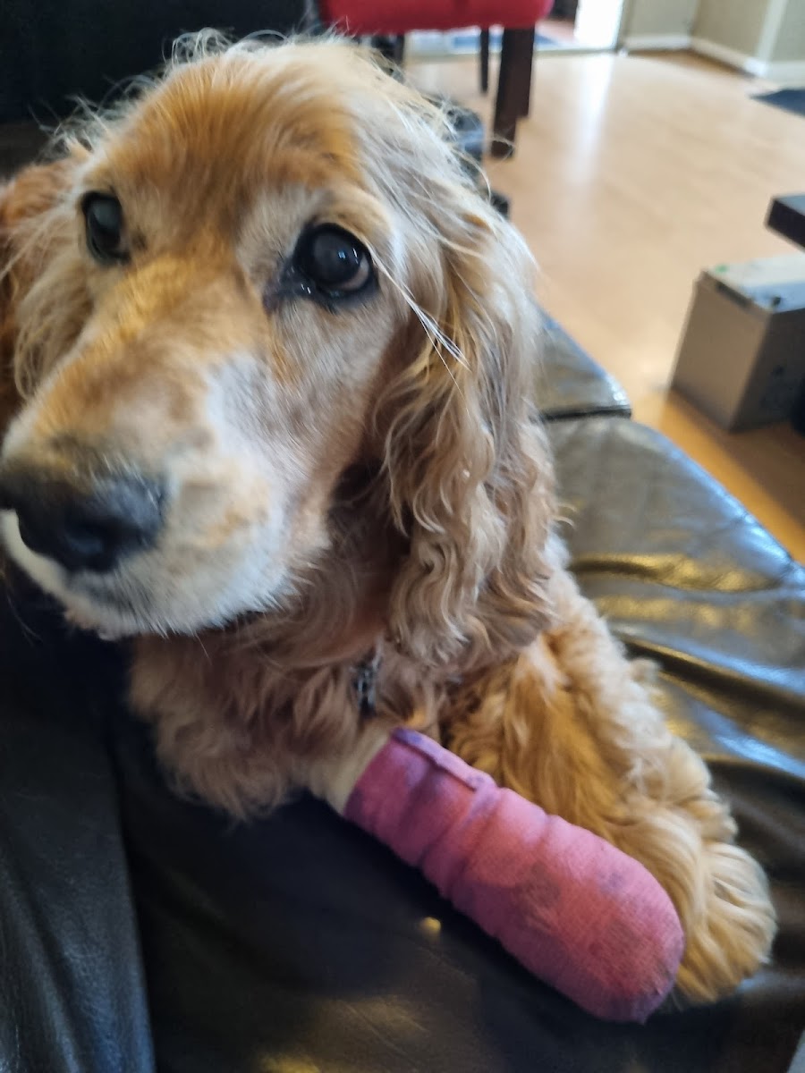Cape Veterinary Hospital