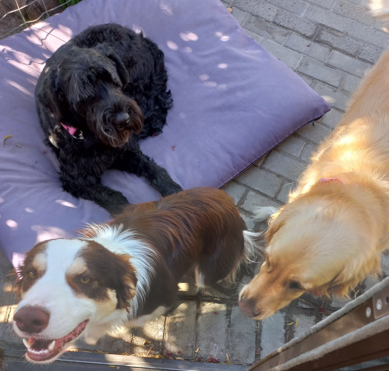 Mopsies Dieresorg/Petcare