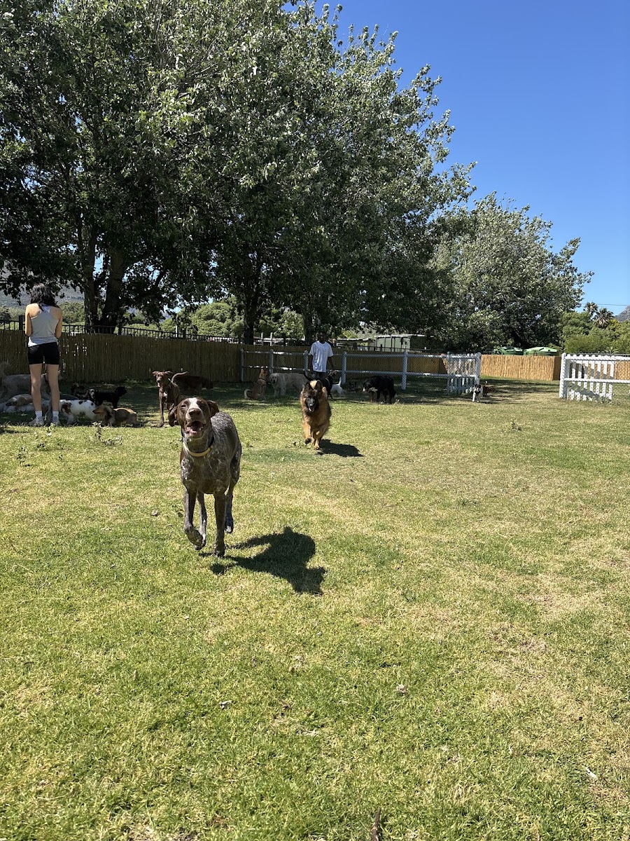 Mary Puppins Doggy Daycare - Hout Bay