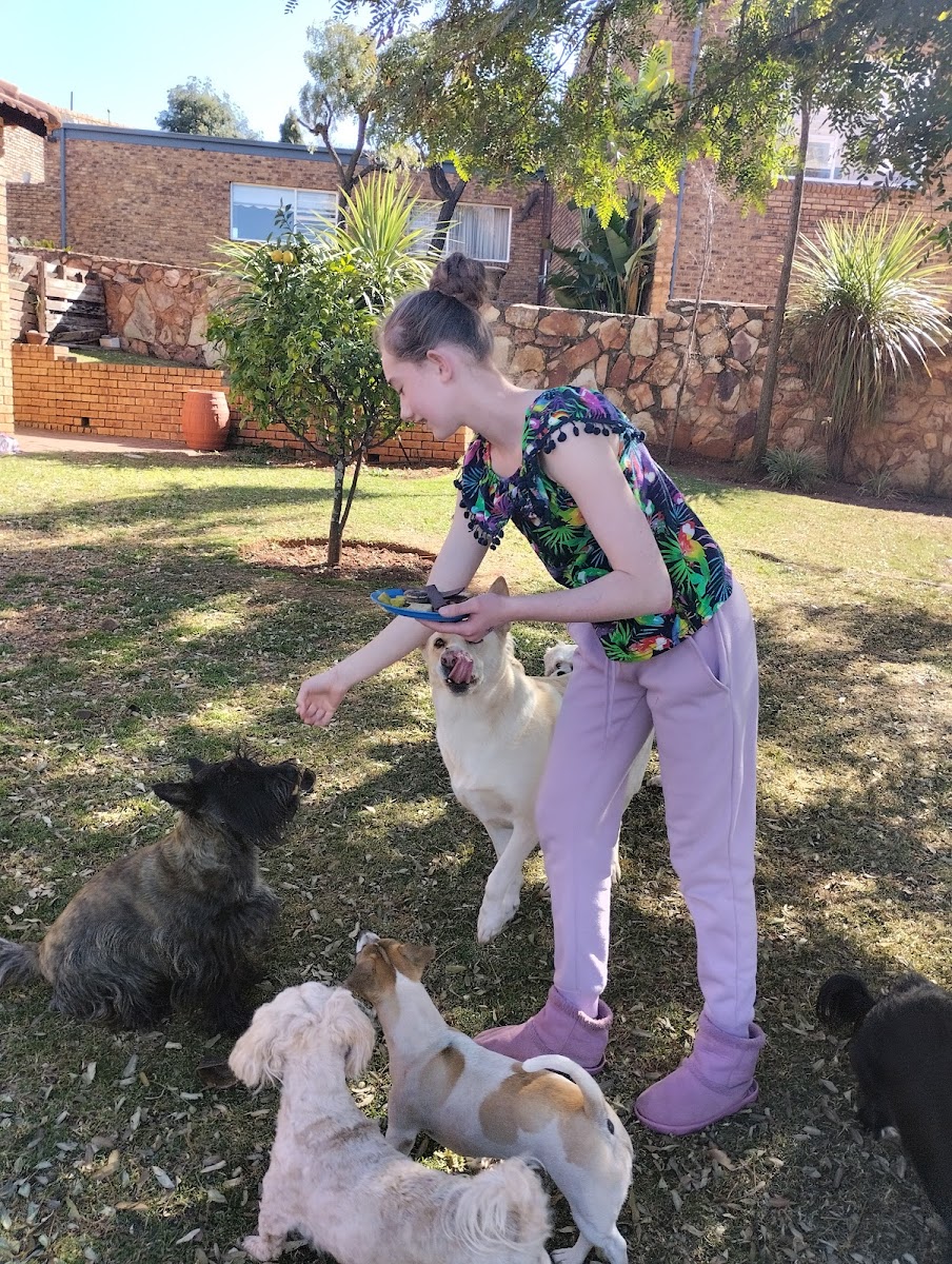 Doggy Haven Guesthouse and Daycare