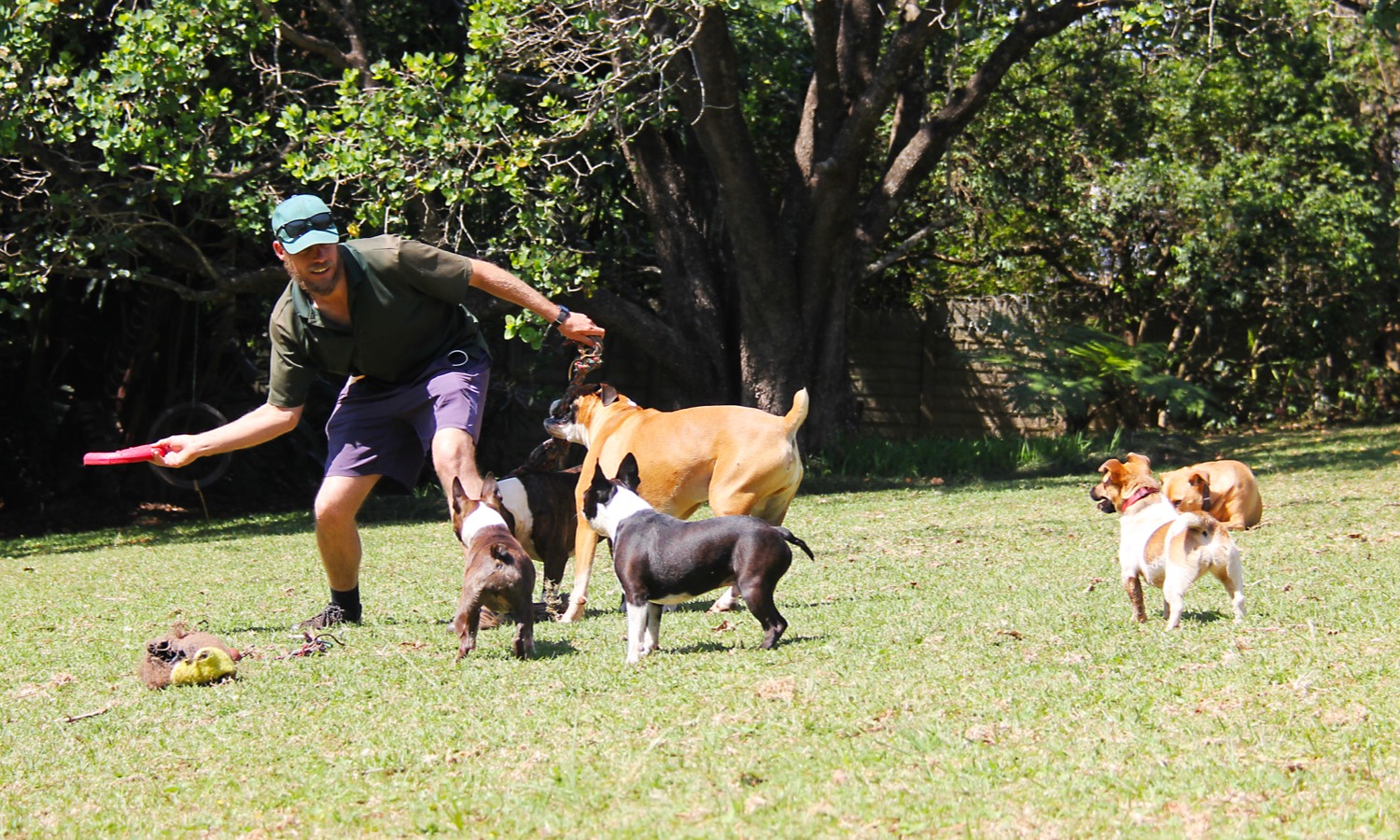 Carefree Canines Doggy Daycare