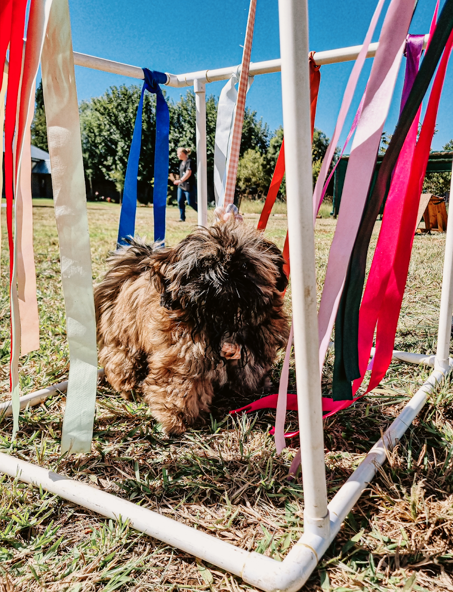 Pawsitively Pet Sitting and Training