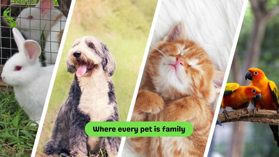 The Pet Stop Fiveways