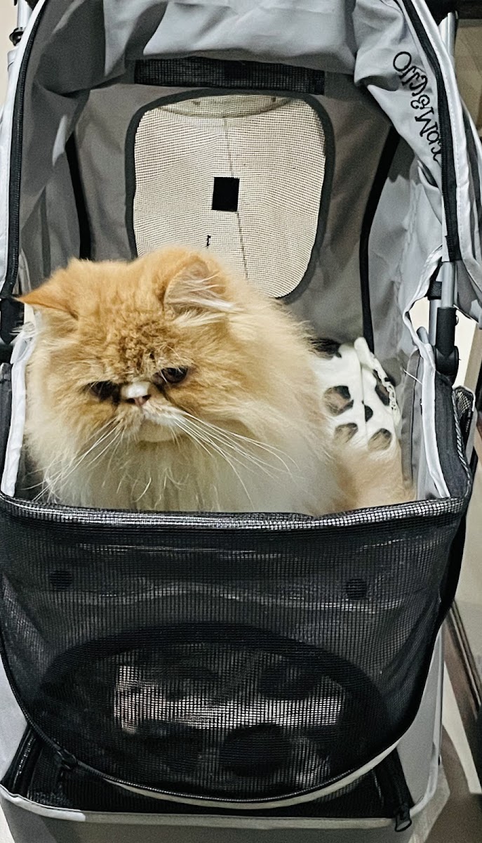 The Sleep Over Boarding Cattery