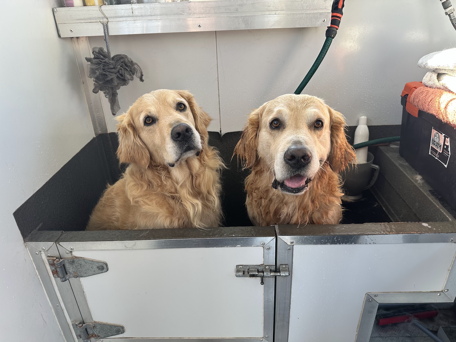 The Doggy Haven Mobile Grooming
