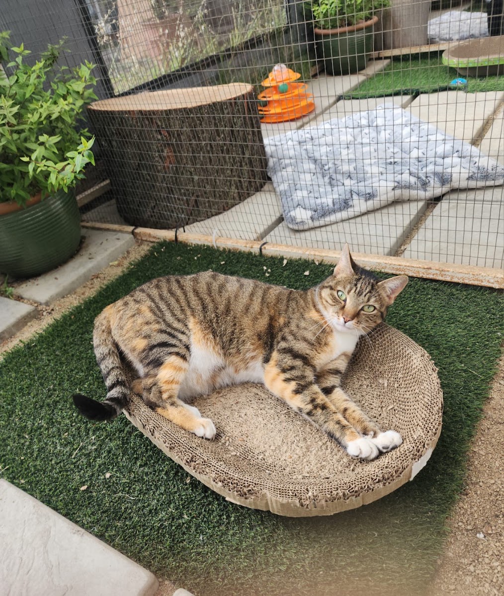 Fourways Kitty Hotel
