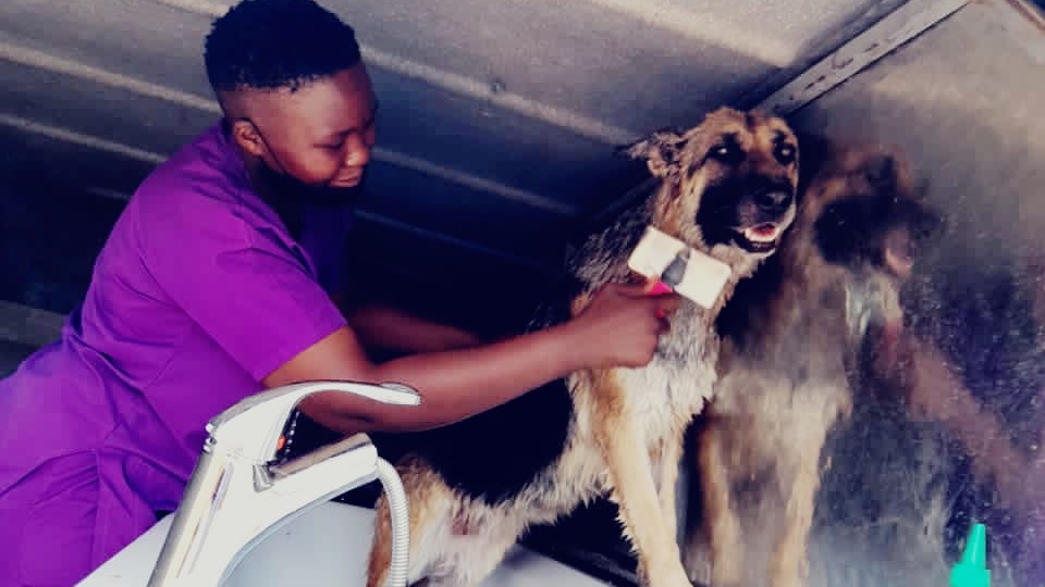 Dog Care Mobile