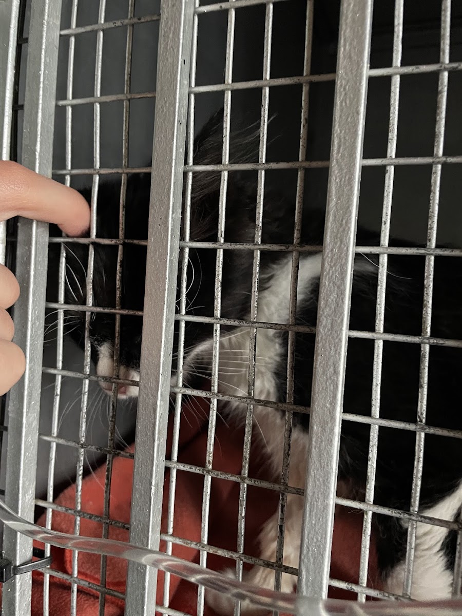 Vet Health