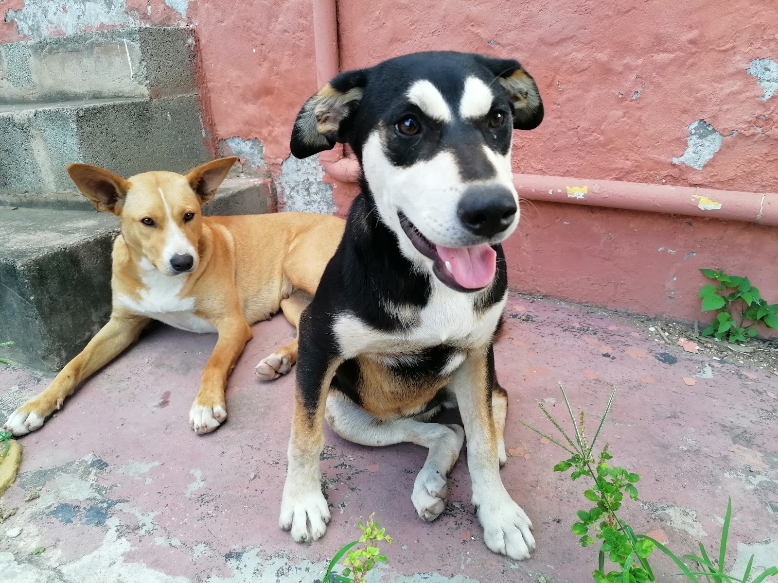 Bluff Veterinary Clinic